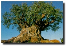 Animal Kingdom