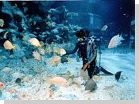 The Living Seas